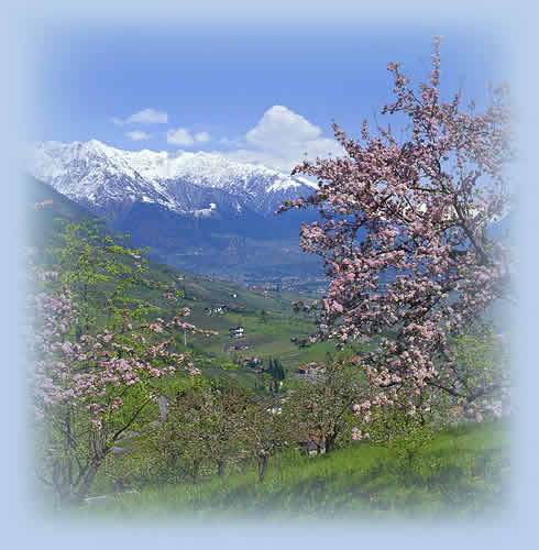 Frühlingsblüte in Lana